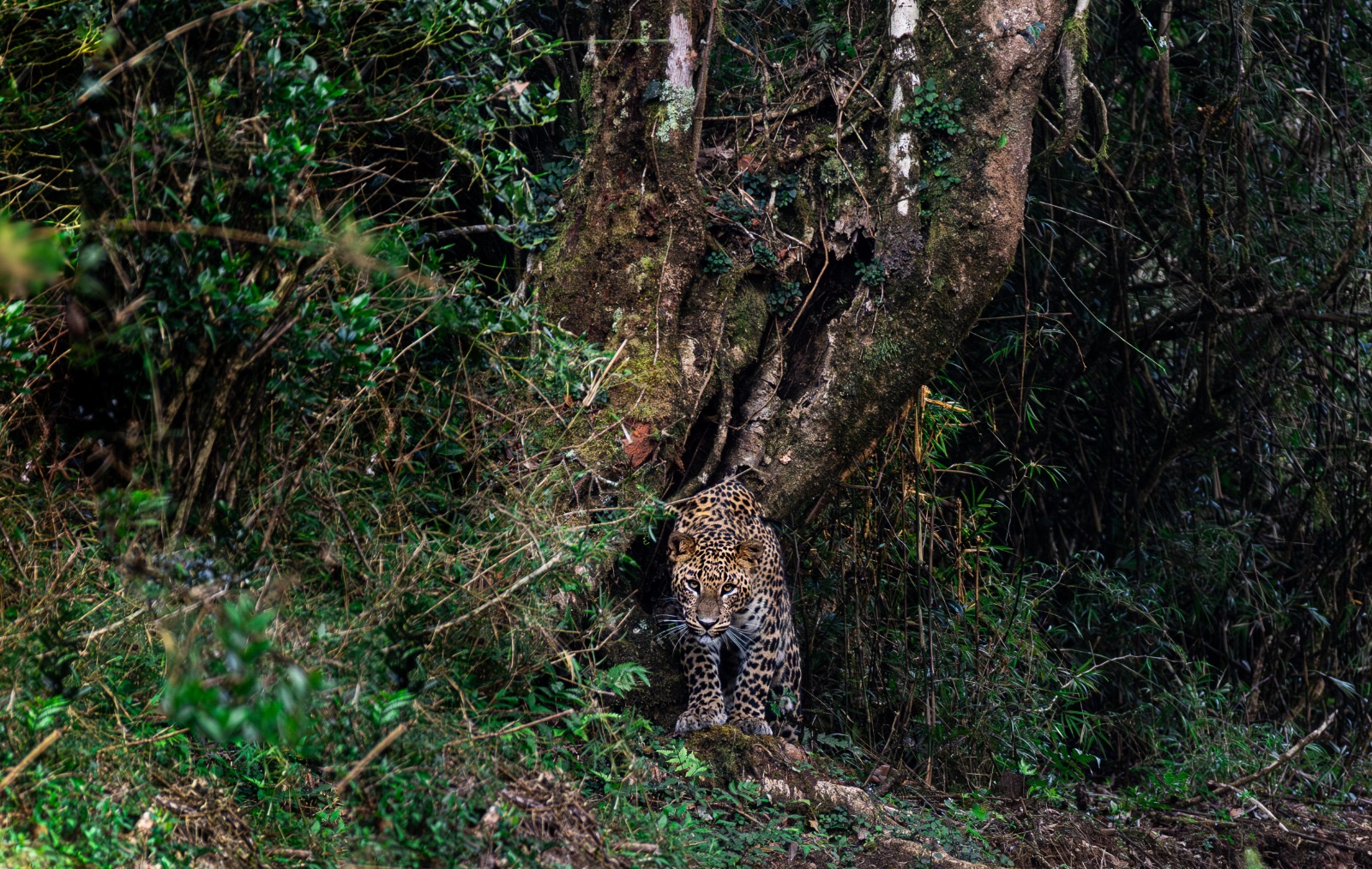 A Sri Lankan leopard stepping out from the base of a forest tree